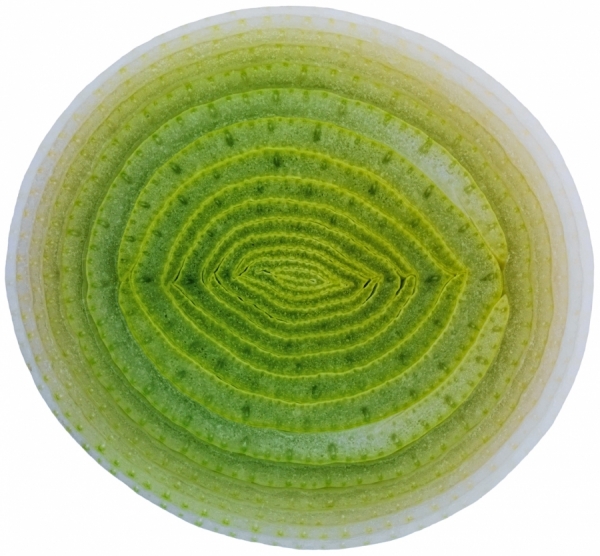 Photograph Harald J Braun Leek on One Eyeland